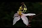 花旗木-花28.JPG