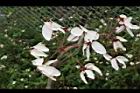 花旗木-花37.JPG