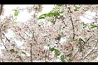 花旗木-花序08.JPG