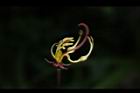 花旗木-花蕊11.JPG