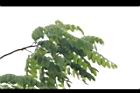 花旗木17.JPG