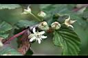 苦懸鉤子-花08.jpg