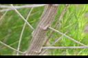 茵陳蒿-莖02.JPG