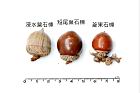 菱果石櫟-實35.JPG
