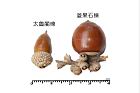 菱果石櫟-實37.JPG