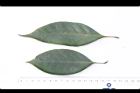 菱果石櫟-葉05.JPG