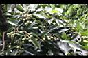 菲律賓厚殼桂-實00.jpg