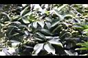 菲律賓厚殼桂-實02.jpg