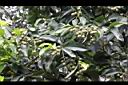 菲律賓厚殼桂-實08.jpg