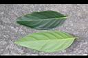 菲律賓厚殼桂-葉1.jpg