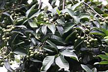 菲律賓厚殼桂-實03.jpg