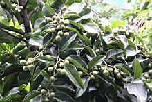 菲律賓厚殼桂-實06.jpg