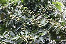 菲律賓厚殼桂-實07.jpg
