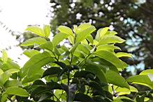 菲律賓厚殼桂-葉4.jpg
