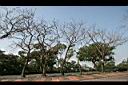 菲律賓紫檀-冬景06.jpg