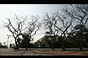 菲律賓紫檀-冬景08.jpg
