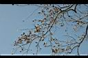 菲律賓紫檀-實00.jpg
