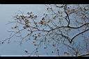 菲律賓紫檀-實06.jpg