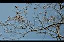 菲律賓紫檀-實07.jpg