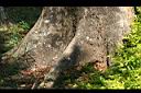 菲律賓紫檀-莖10.jpg