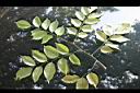菲律賓紫檀-葉正1.jpg