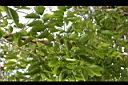 菲律賓紫檀05.jpg