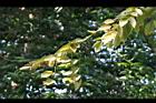 菲律賓紫檀-葉10.jpg