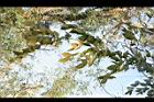 菲律賓紫檀-葉16.jpg