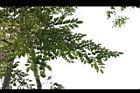 菲律賓紫檀01.jpg