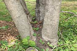 菲律賓饅頭果-莖10.JPG