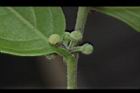 菲律賓饅頭果-雌花苞03.JPG