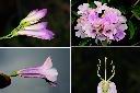蒜香藤-花.jpg