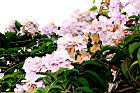 蒜香藤-花02.JPG