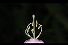 蒜香藤-花蕊10.JPG