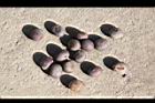 蒲葵-種子00.jpg