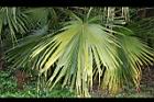 蒲葵-葉12.jpg