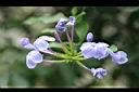 藍雪花-花5.jpg