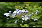 藍雪花-花4.jpg
