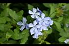 藍雪花-花5.jpg