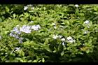 藍雪花4.jpg