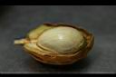 蘭嶼肉豆蔻-實39.jpg