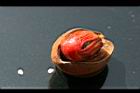 蘭嶼肉豆蔻-實23.jpg