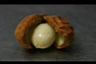蘭嶼肉豆蔻-實36.jpg