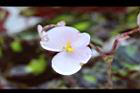 虎斑秋海棠-雌花2.jpg