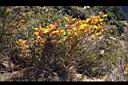 虎杖-黃葉0.jpg