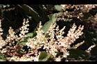 虎杖-雄花06.jpg