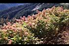 虎杖53.jpg