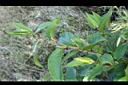 虎杖-花苞1.jpg