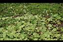 虎耳草-花14.jpg