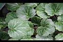 虎耳草-葉1.jpg